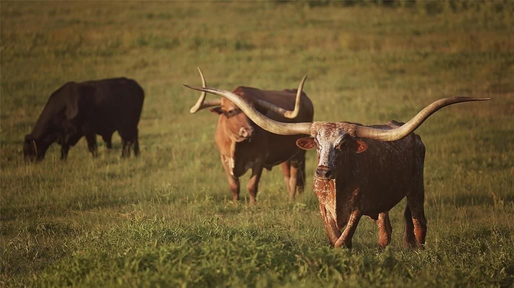 12301 N Holland Street