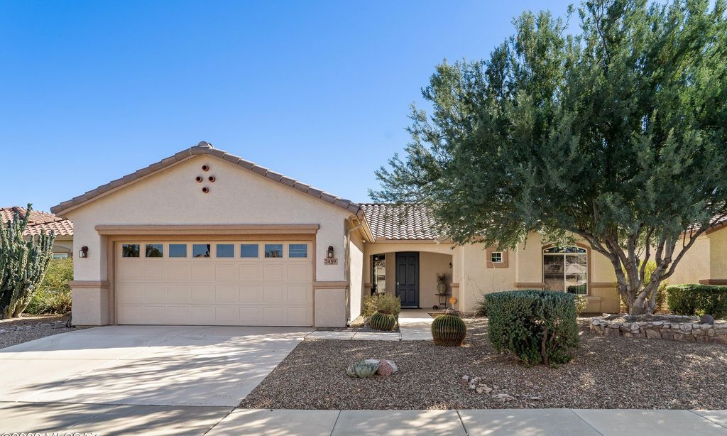 Continental Ranch Sunflower